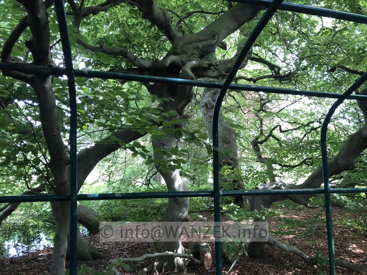 Fagus sylvatica Tortuosa (Suentelensis) - Berggarten 04.JPG